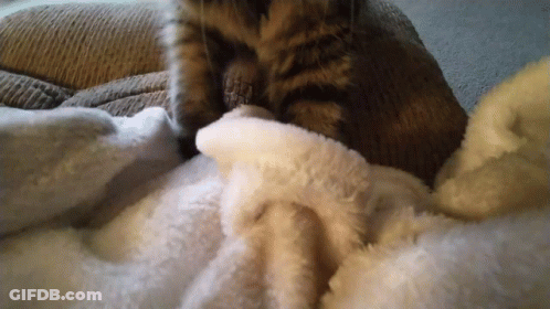 A Cat Laying On A White Blanket With Its Paw On It GIF