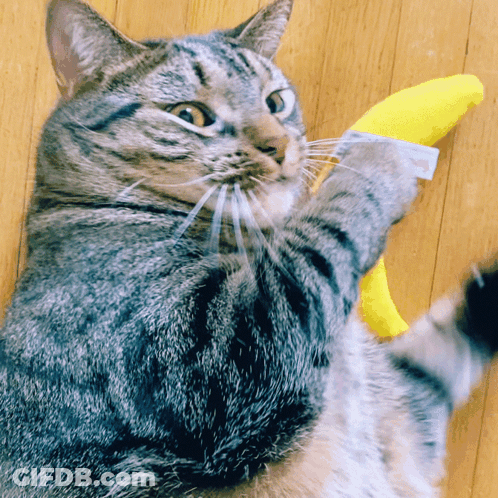 A Cat Laying On A Wooden Floor Holding A Yellow Toy GIF