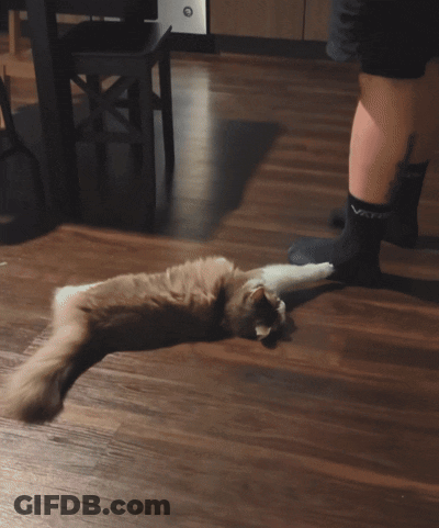 A Cat Laying On A Wooden Floor Next To A Person Wearing A Pair Of Socks That Say ' Socks ' GIF