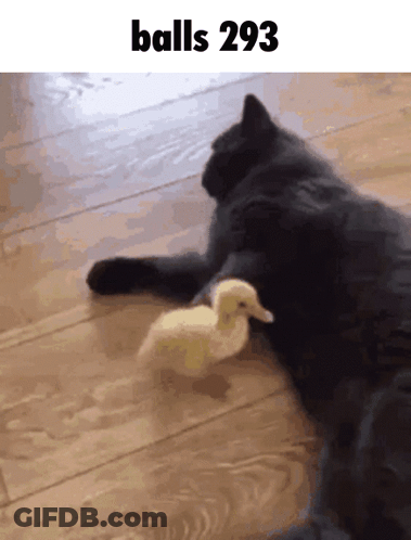 A Cat Laying On A Wooden Floor Playing With A Small Duck With The Words Balls 293 Above It GIF