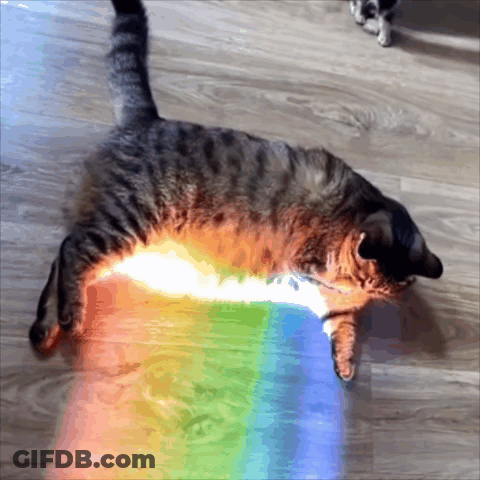 A Cat Laying On A Wooden Floor With A Rainbow In The Background GIF