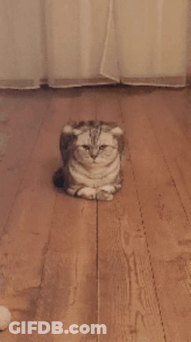 Cat Lying On Wooden Floor With Crossed Paws GIF