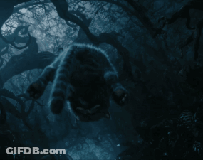 A Cat Laying On Its Back In The Dark GIF