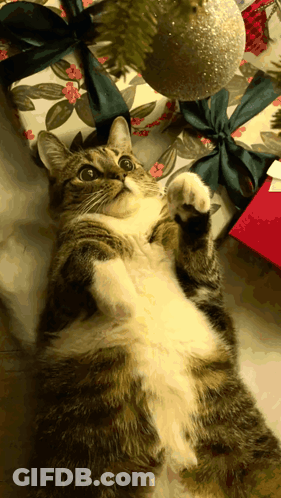 A Cat Laying On Its Back Next To A Christmas Tree GIF