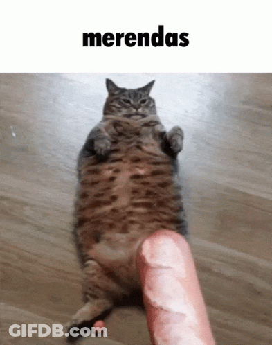 A Cat Laying On Its Back Next To A Large Sausage That Says Merendas GIF