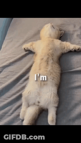 A Cat Laying On Its Back On A Bed With The Words I 'M On Its Back GIF