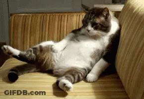 A Cat Laying On Its Back On A Couch With Its Legs Crossed GIF