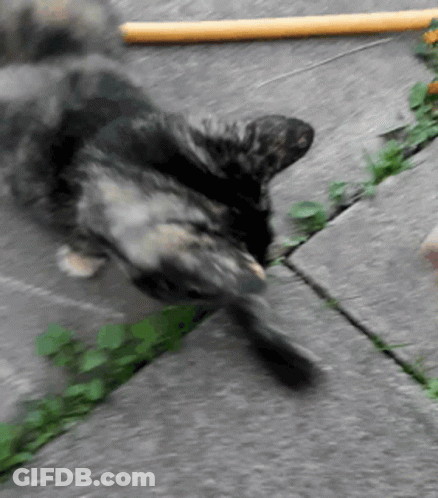 A Cat Laying On Its Back On A Sidewalk With A Yellow Stick In The Background GIF