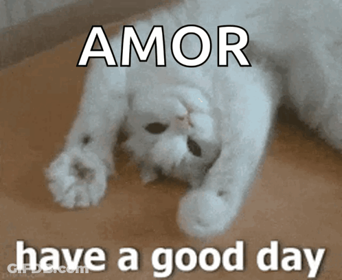 Cat Lying On Back Amor Have A Good Day GIF