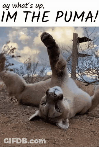 A Cat Laying On Its Back With The Words " Ay What 'S Up I 'M The Puma " Above It GIF