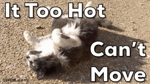 A Cat Laying On Its Back With The Words " It Too Hot Can 'T Move " Below It GIF