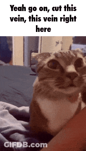 A Cat Laying On Someone 'S Lap With A Caption That Says " Yeah Go On Cut This Vein This Vein Right Here " GIF