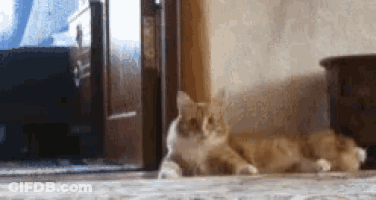 A Cat Laying On The Floor In Front Of A Door GIF