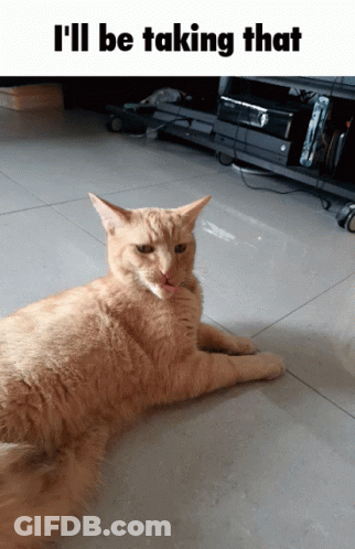 A Cat Laying On The Floor With The Caption I 'Ll Be Taking That Above It GIF