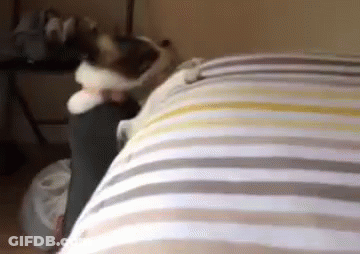 A Cat Laying On Top Of A Bed With A Striped Blanket GIF