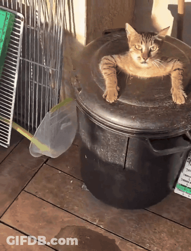 A Cat Laying On Top Of A Black Bucket With A Cage In The Background GIF