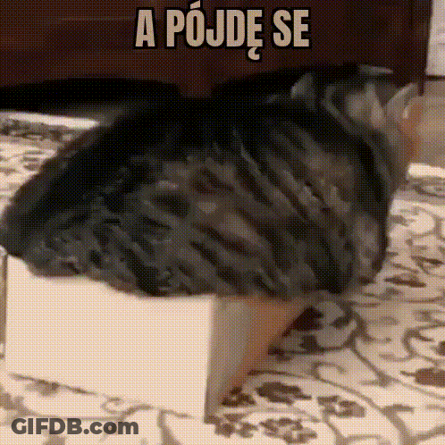 A Cat Laying On Top Of A Box With The Words A Pojde Se Written Above It GIF