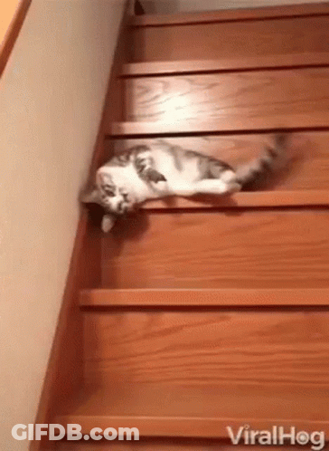 A Cat Laying On Top Of A Set Of Wooden Stairs GIF