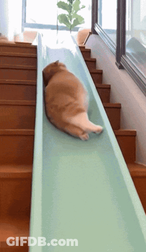 A Cat Laying On Top Of A Slide Going Down A Set Of Stairs GIF
