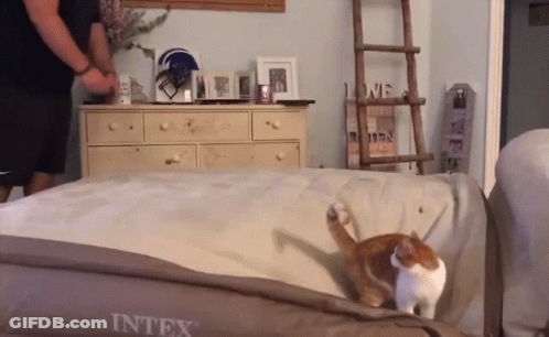 A Cat Laying On Top Of An Intex Bed GIF