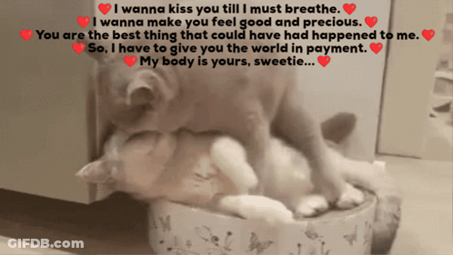 A Cat Laying On Top Of Another Cat With The Words I Wanna Kiss You Till I Must Breathe Written Above It GIF