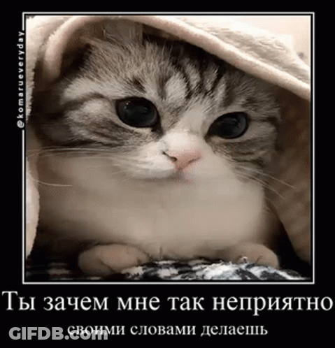 A Cat Laying Under A Blanket With A Caption In Russian GIF
