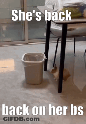 A Cat Laying Under A Table With The Words She 'S Back Back On Her Bs GIF