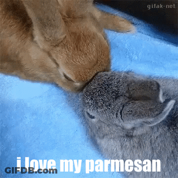 A Cat Licking A Rabbit 'S Nose With The Words " I Love My Parmesan " Below It GIF