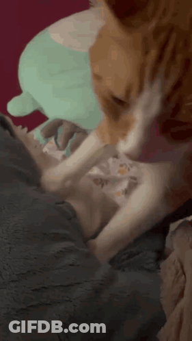 A Cat Licking Another Cat 'S Paw On A Blanket GIF