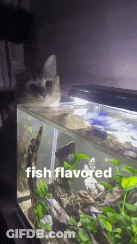 A Cat Looking At A Fish Tank With The Words Fish Flavored GIF