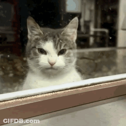 A Cat Looking Out A Window With A Serious Look On His Face GIF