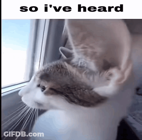 A Cat Looking Out A Window With The Words So I 'Ve Heard Above It GIF