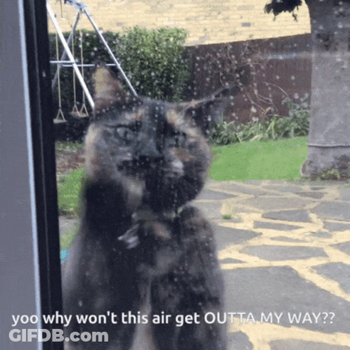 A Cat Looking Out A Window With The Words " Yoo Why Won 'T This Air Get Outta My Way " Below It GIF