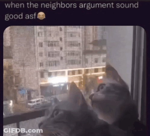 A Cat Looking Out Of A Window With A Caption That Says When The Neighbors Argument Sound Good Asf GIF