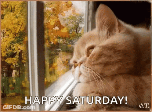 A Cat Looking Out Of A Window With The Words Happy Saturday Written Below It GIF