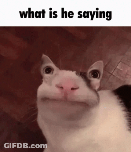 A Cat Making A Funny Face With The Words What Is He Saying Above It GIF
