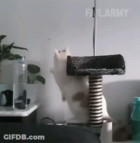 A Cat On A Cat Tree With Failarmy Written On The Bottom Right GIF