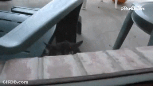 Cat Peeking Out From Behind Blue Chair GIF