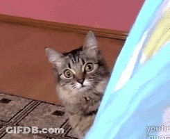 A Cat Peeking Out From Behind A Blue Curtain With Youtube Written On The Bottom GIF