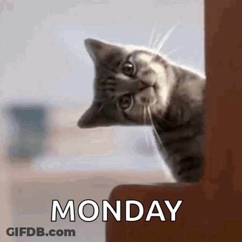 A Cat Peeking Out From Behind A Corner With The Word Monday Behind It GIF