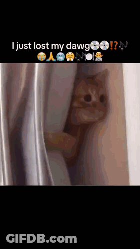 A Cat Peeking Out From Behind A Curtain With The Caption I Just Lost My Dawg ! GIF