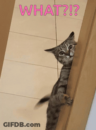 A Cat Peeking Out From Behind A Door With The Words What Written On The Bottom GIF