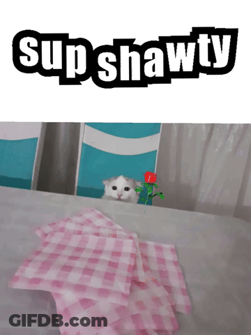 A Cat Peeking Out From Behind A Stack Of Pink Plaid Napkins With The Word Supshawty Above It GIF