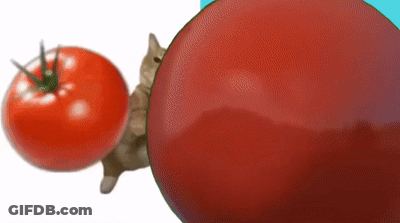 A Cat Peeking Out From Behind A Tomato GIF