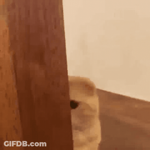 A Cat Peeking Out From Behind A Wooden Door . GIF