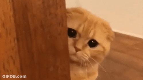 A Cat Peeking Out From Behind A Wooden Wall . GIF