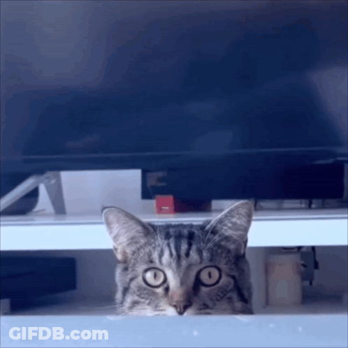 A Cat Peeking Out From Underneath A Television GIF