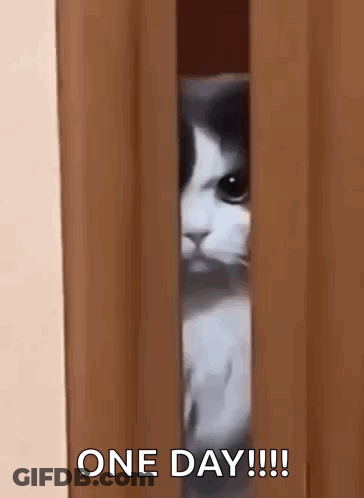 A Cat Peeking Out Of A Door With The Words One Day !!! Below It GIF