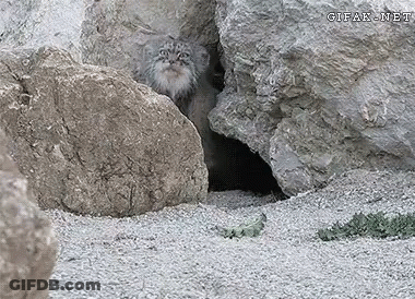 A Cat Peeking Out Of A Hole In The Rocks With Gifak.net Written On The Bottom Right GIF