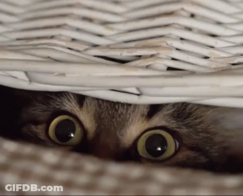 A Cat Peeking Out Of A Wicker Basket With Its Eyes Wide Open GIF